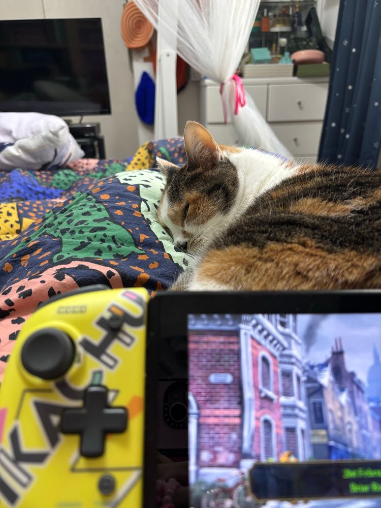 Lemon, a calico cat, is lying on her mommy’s lap. A Nintendo switch can be seen in the foreground playing the Great Ace Attorney Chronicles