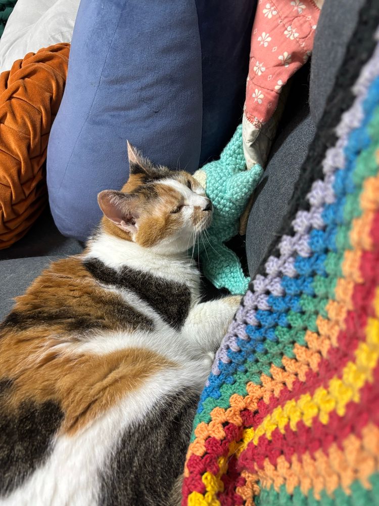 Lemon, a calico cat, is laying asleep against an amigurumi Seelie (from genshin impact). A rainbow blanket is visible in the foreground. 