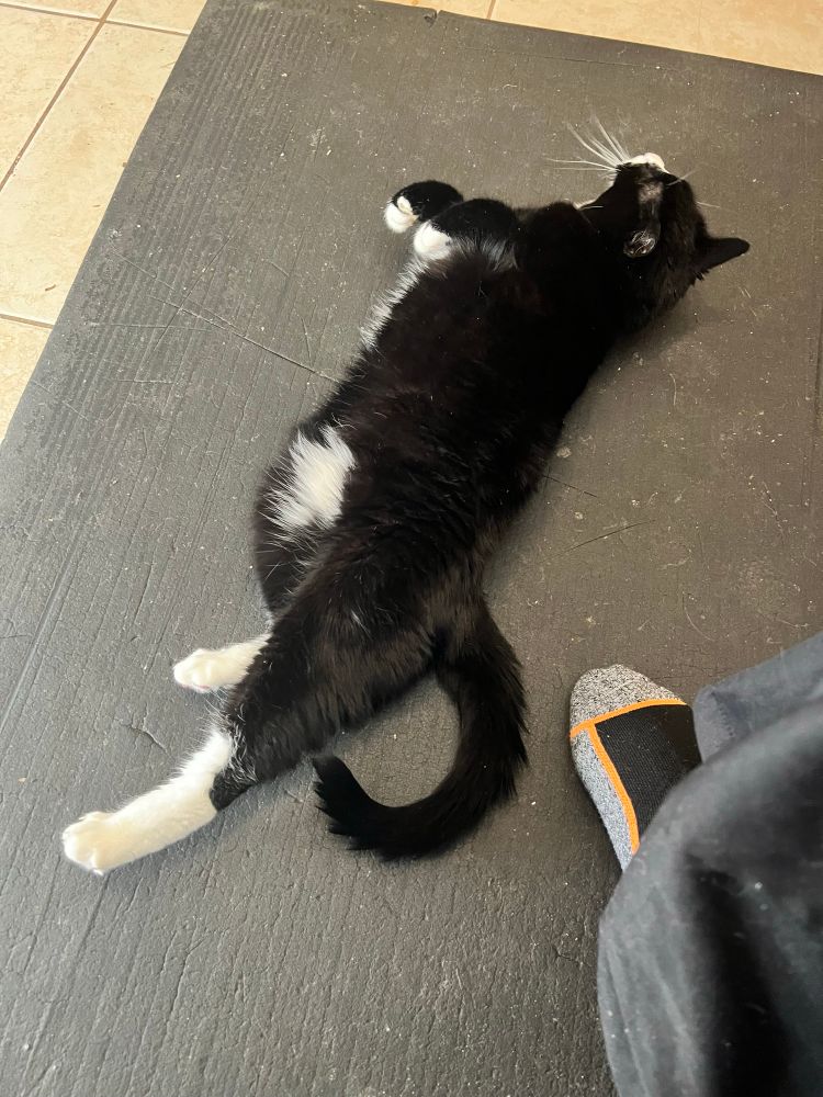 Same Sasha laid out on the kitchen mat, just laying on her side head looking above her