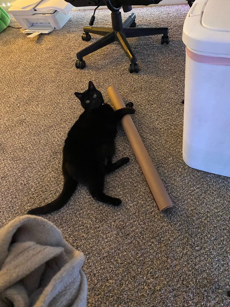 My black cat holding onto wrapping paper tube