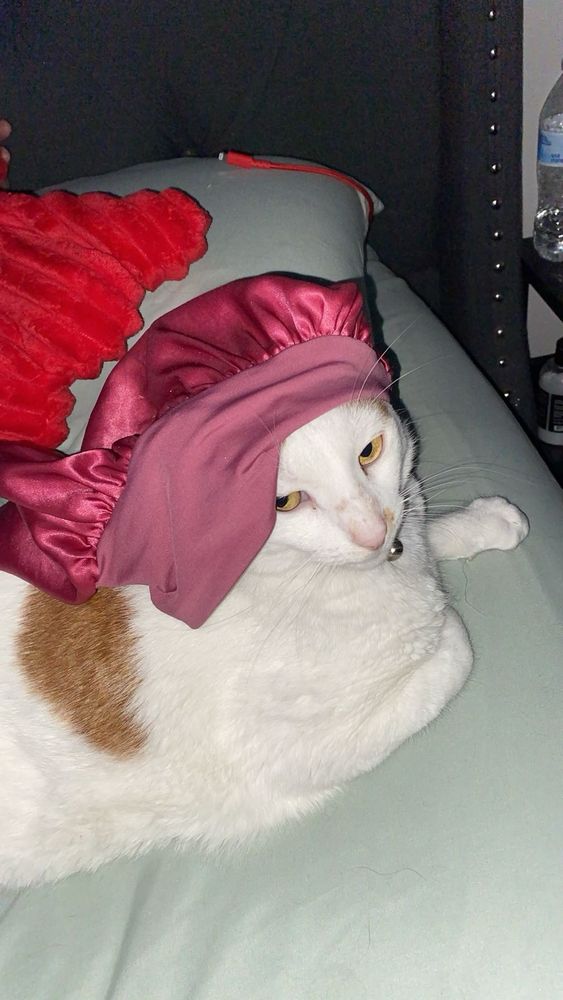 My white/orange cat wearing my pink silk bonnet