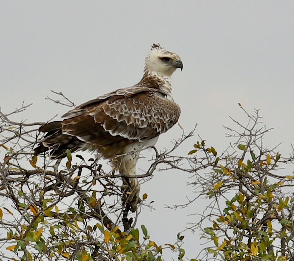 Edited photo of Martial Eagle in Kruger National park