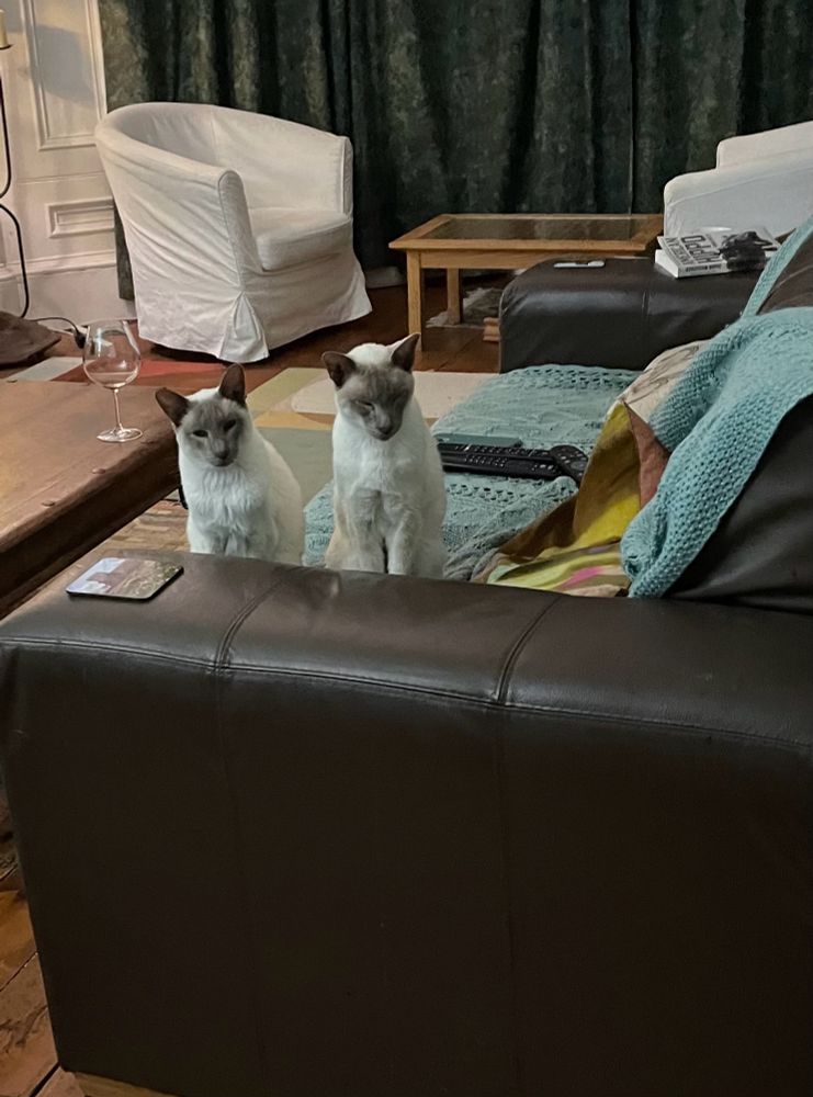 Two Siamese eagerly anticipating the arrival of hot buttered toast.