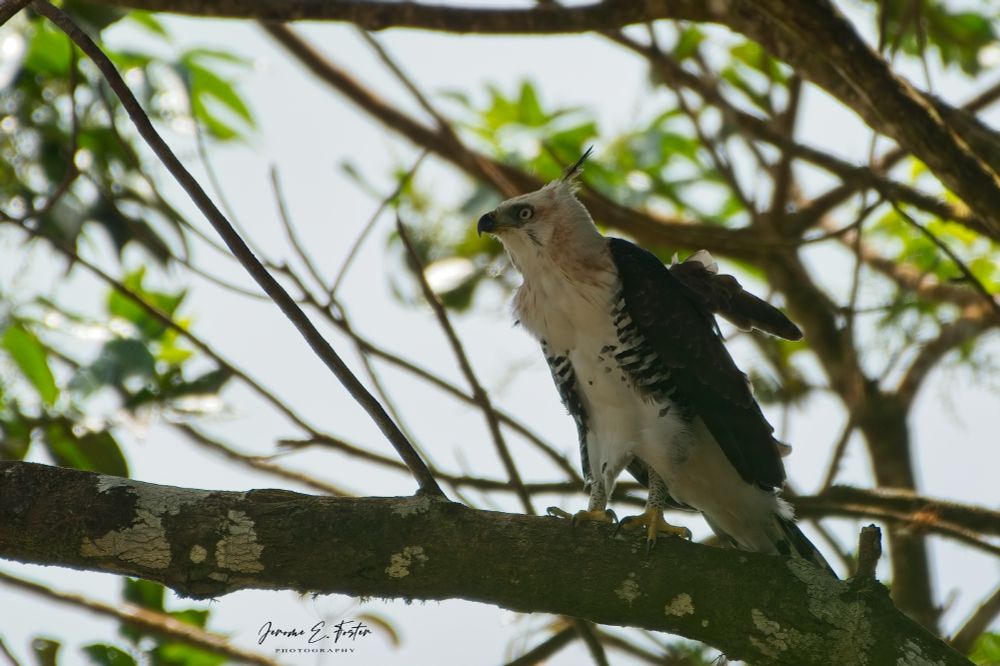 "Second Glances" - Another look at an immature Ornate hawk-eagle seen recently in the forests of the Northern Range, Trinidad.