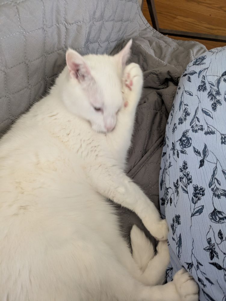 A white cat