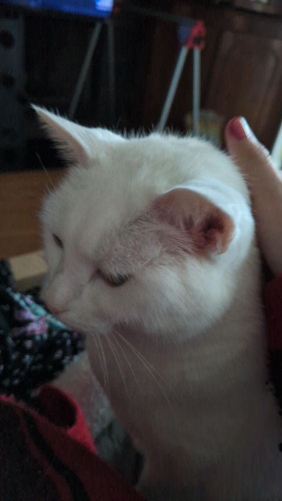 A white cat 