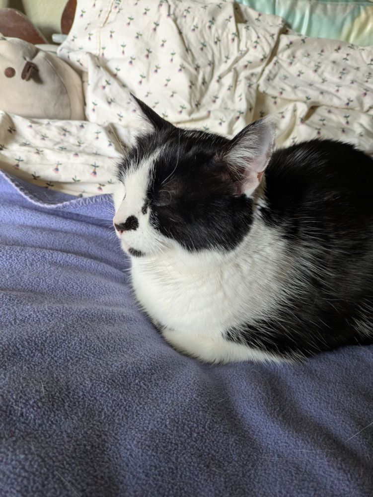 A tuxedo cat sitting in loaf position 