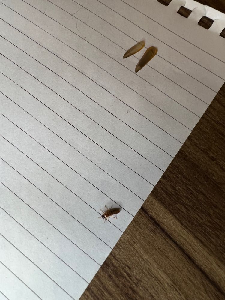 A termite on a piece of note paper, it’s wings about 10cm away.