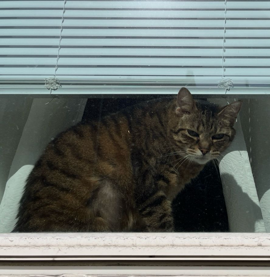 This photo is a zoom in of the chonky brown tabby… looking thick, heavy eyes and very kissable belly and face. XO