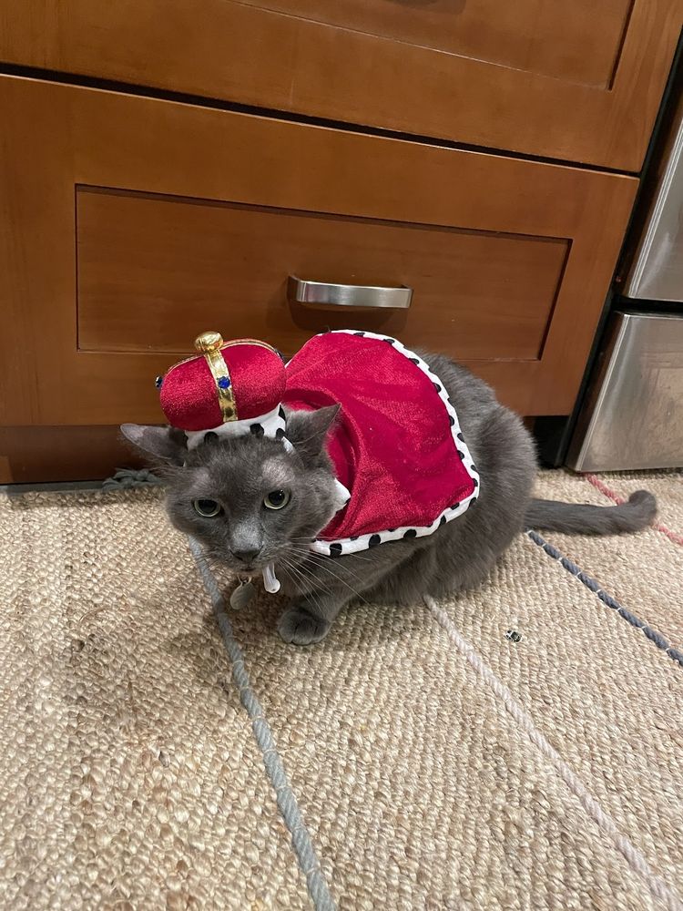 a displeased cat dressed as a king
