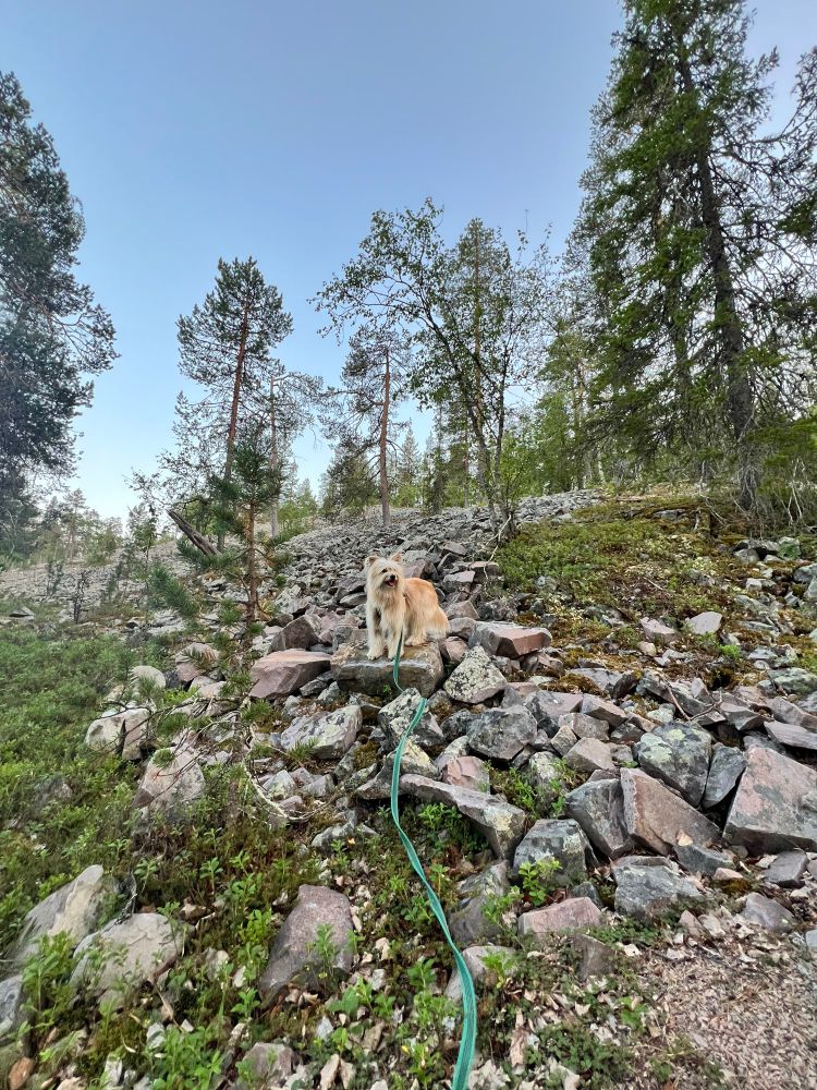 Kekri standing at the foot of a fellfield.