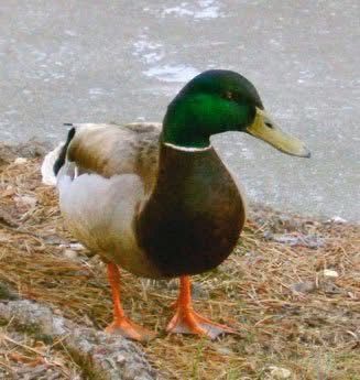 Mallard duck, Foster City, Ca