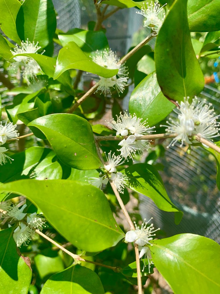 A close-up view of green leaves and white flowers with long stamens on a plant, set against a blurred background. They look like tiny white fireworks explosions. 