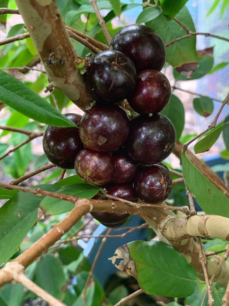 Jabuticaba fruit growing on the tree