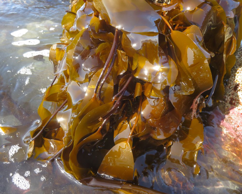 A dense cluster of brown kelp hangs from a half submerged rock. Long dark stipes rise from a hidden rhizomatous holdfast and terminate in straplike, translucent blades 