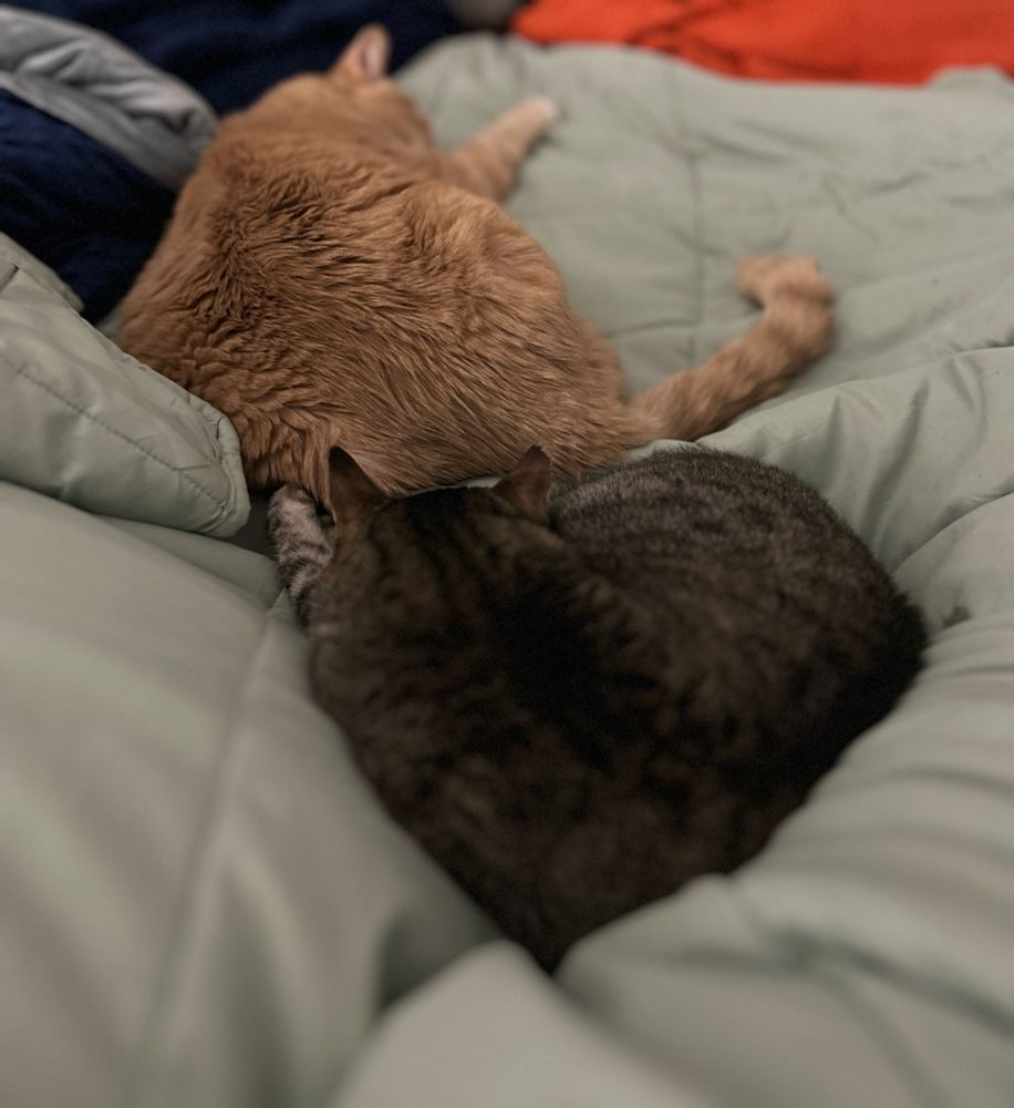 Two cats sleeping on a sage comforter. First kitty, at top, is curled up, she’s a calico. Second kitty, at bottom, is stretched out, he’s an orange shorthair