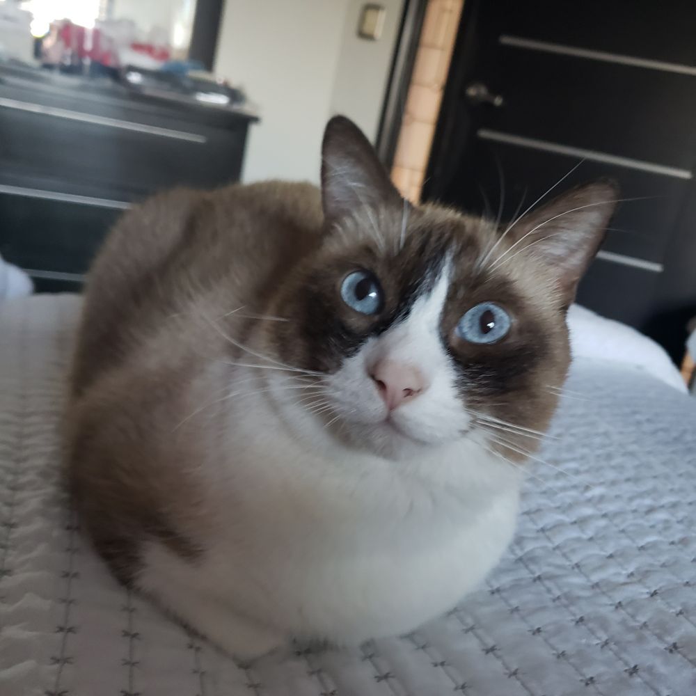meow