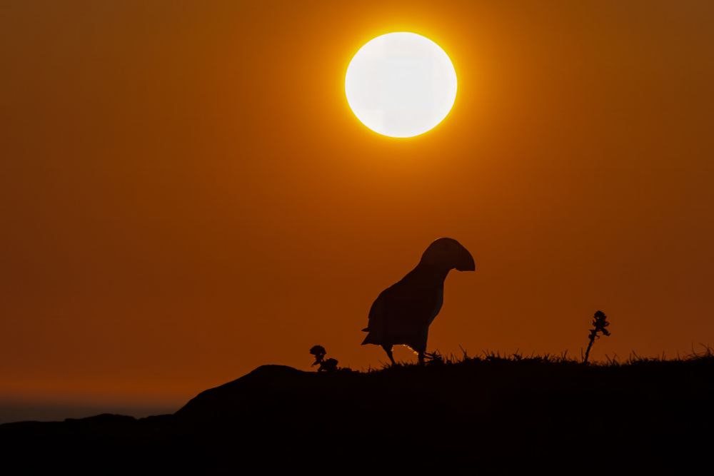Atlantic Puffins silhouetted on a sunrise sky 