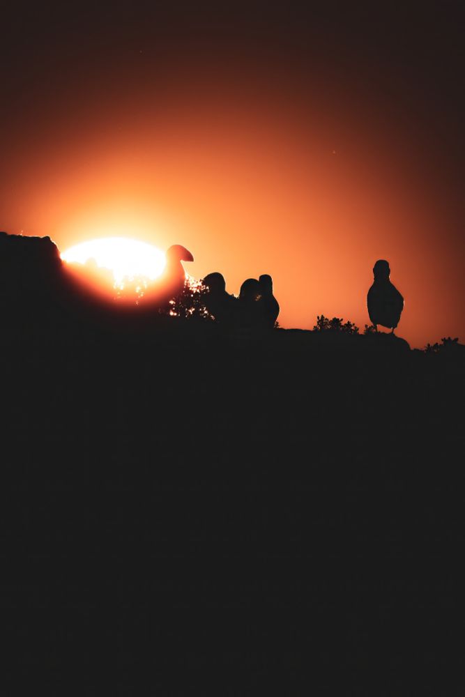 Atlantic Puffins silhouetted on a sunrise sky 
