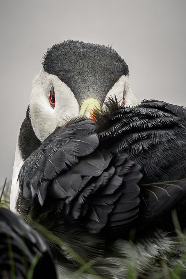 An atlantic puffin acting very coy.
