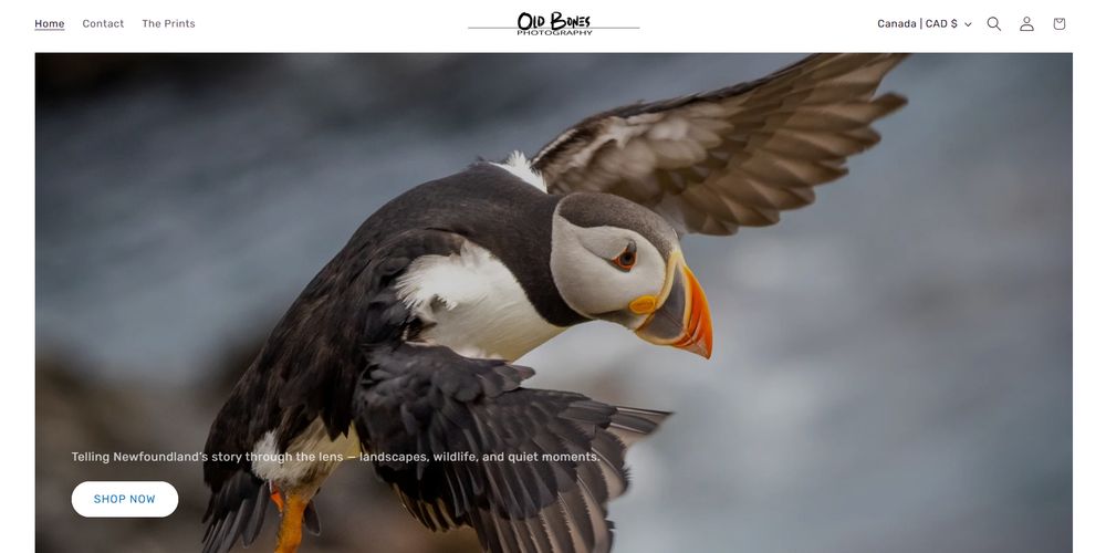 Screen shot of my new website featuring an atlantic puffin in flight.