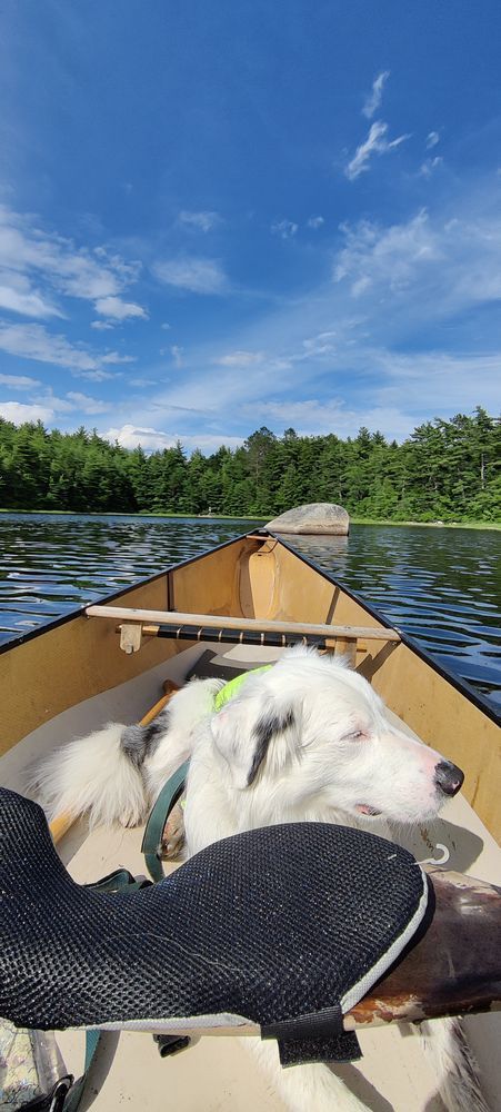 Cedar the dog lays down in the bottom of a canoe. The water is calm and the sky is blue.