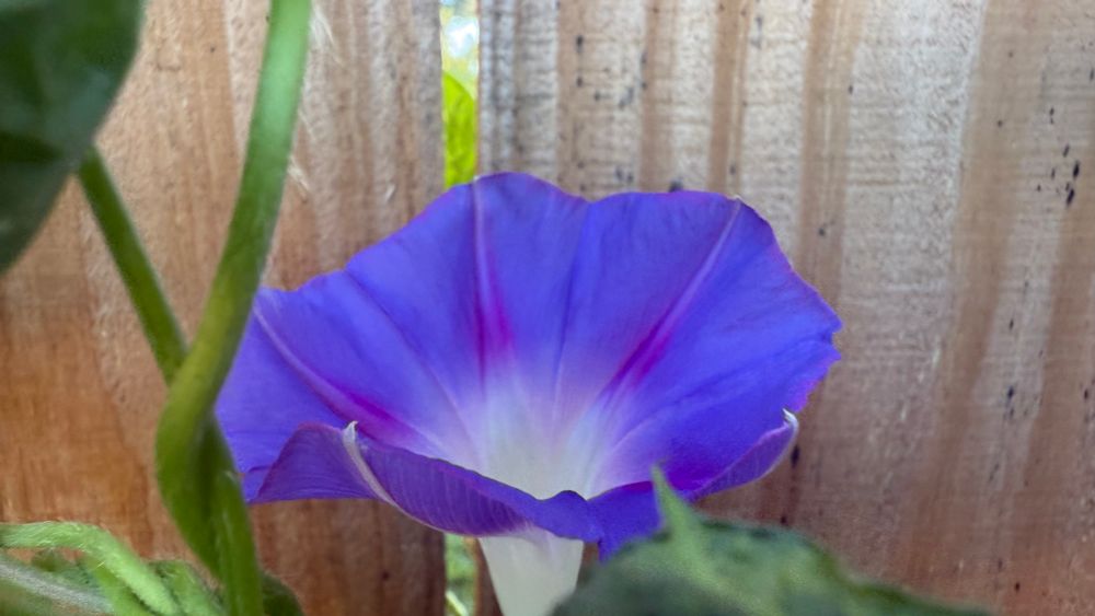 Morning glory