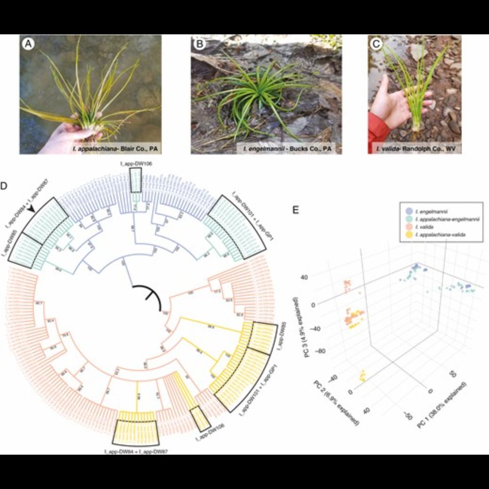 Population genomics of the Isoetes appalachiana (Isoetaceae) complex supports a ‘diploids-first’...