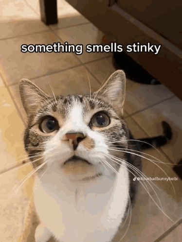 a cat that says something smells stinky on the bottom