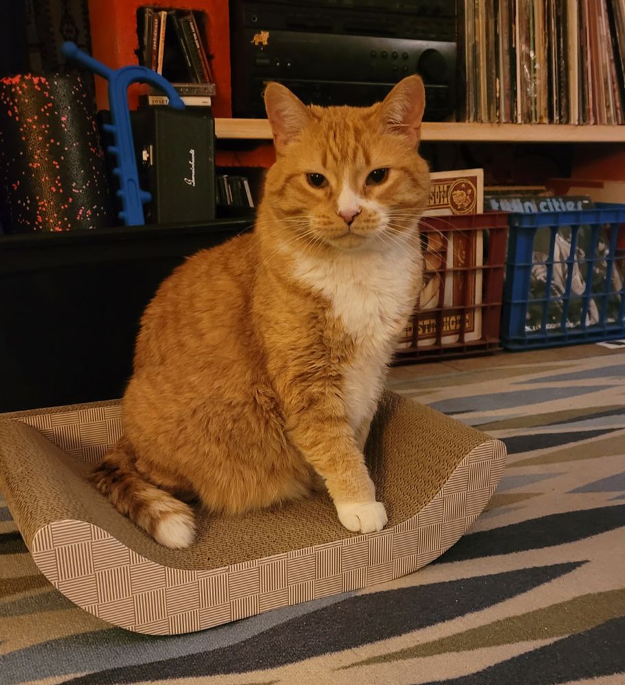 big dumb orange cat regally standing on his scratch box, defending his honor after a nail clipping attempt