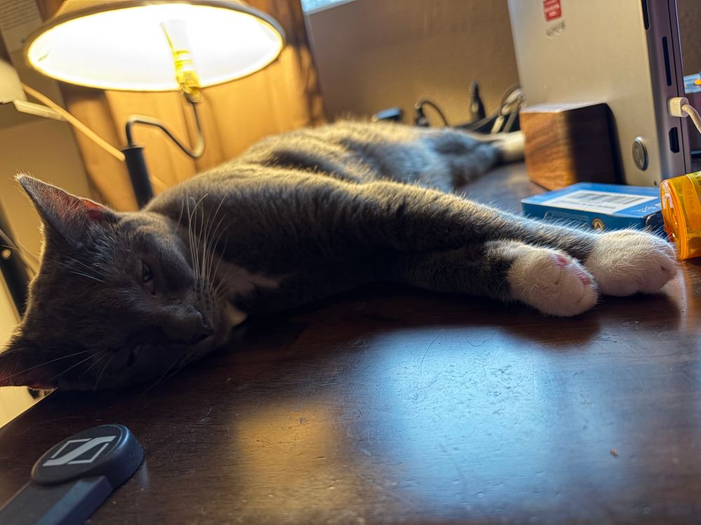 Grey tuxedo adolescent cat lounging on her side on a desk, lamp behind her, moody lighting