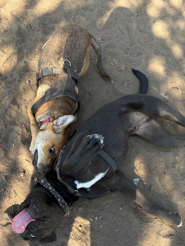 Two dogs playing in the dirt making very silly faces