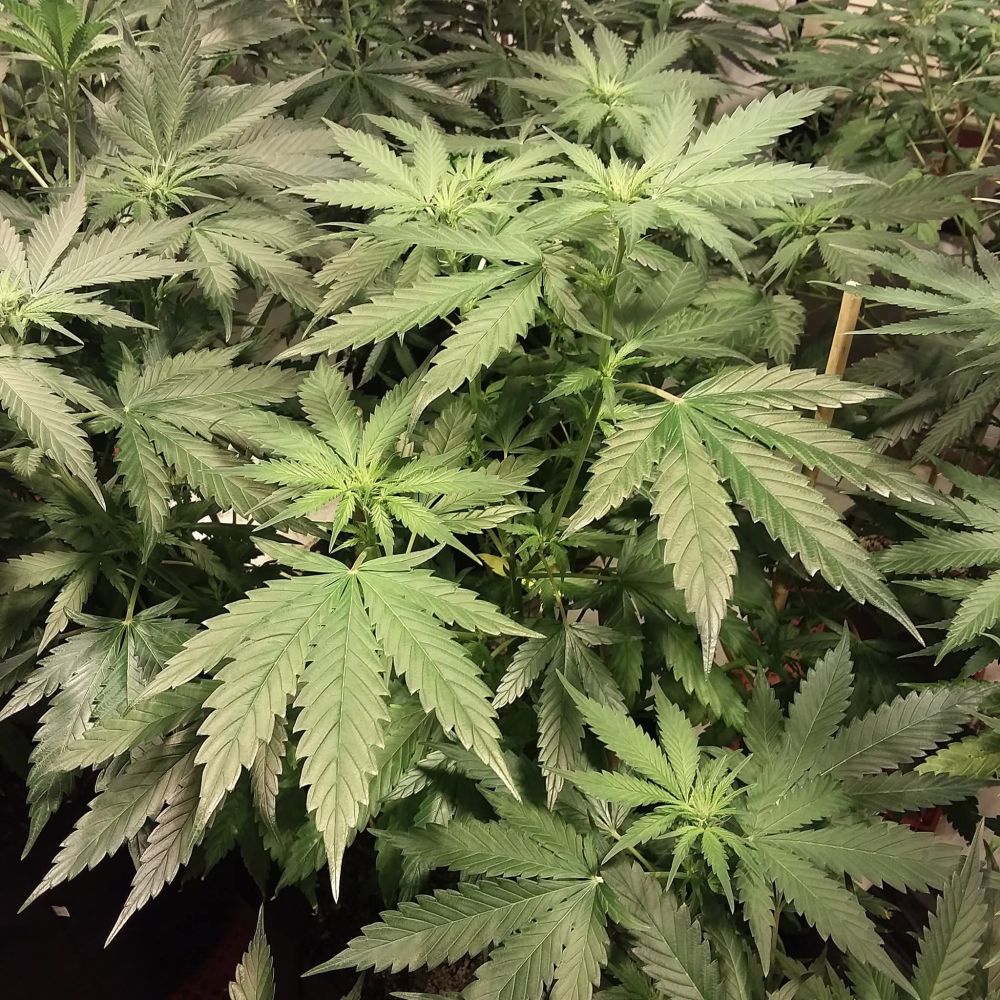 Cannabis plant