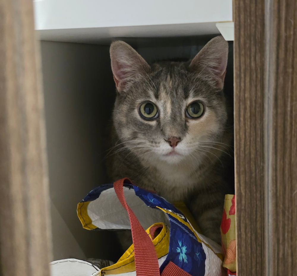 A cat tucked into a cabinet she opened, looking innocently up at the camera