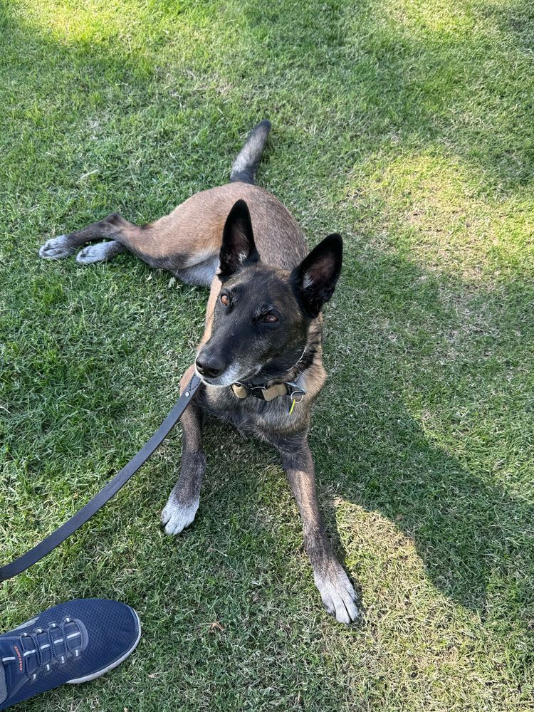 A Belgian Malinois laying on green grass 