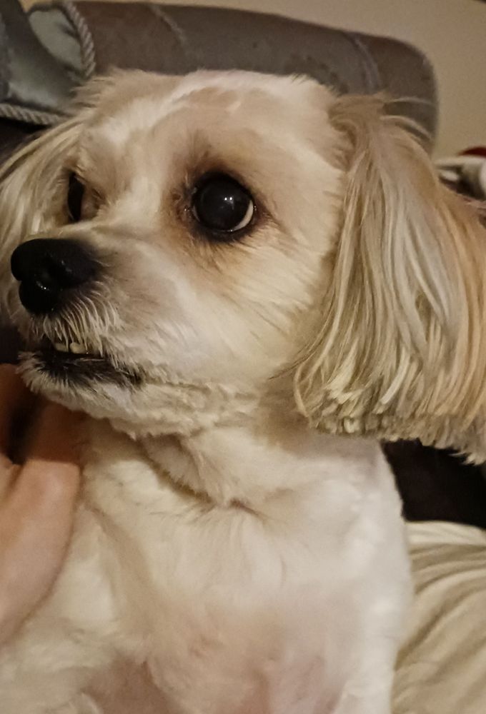 Dog wuth cream coloured fur looking off camera, presumably looking at a ghost or other invisible beings