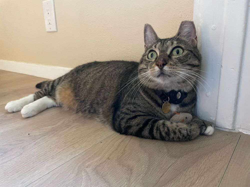 Shadow the tabby cat lying on the floor with her mouse