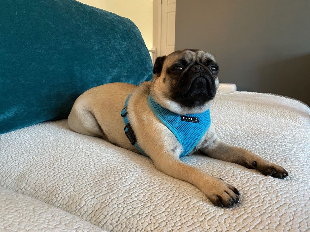 A small pug, wearing a blue harness and sitting with her back legs tucked and her front legs straight out in front of her, on a white fleece blanket with a teal couch pillow behind her. Her ears are pulled back and she is making a very grumpy frowny face. She’s not buying whatever garbage you’re selling. 