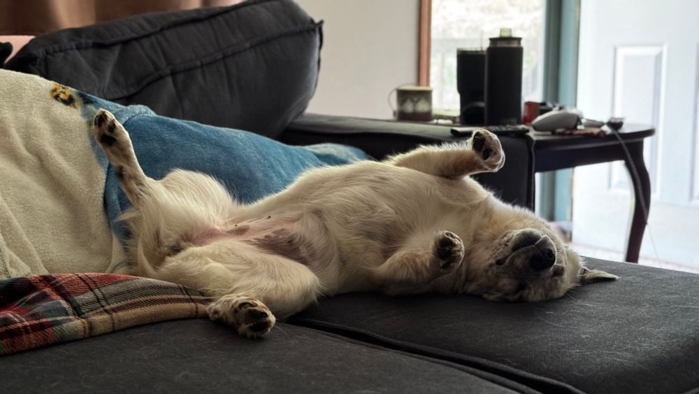 Piper the Aussie Corgi sleeping on her back, paws sticking up in the air. 