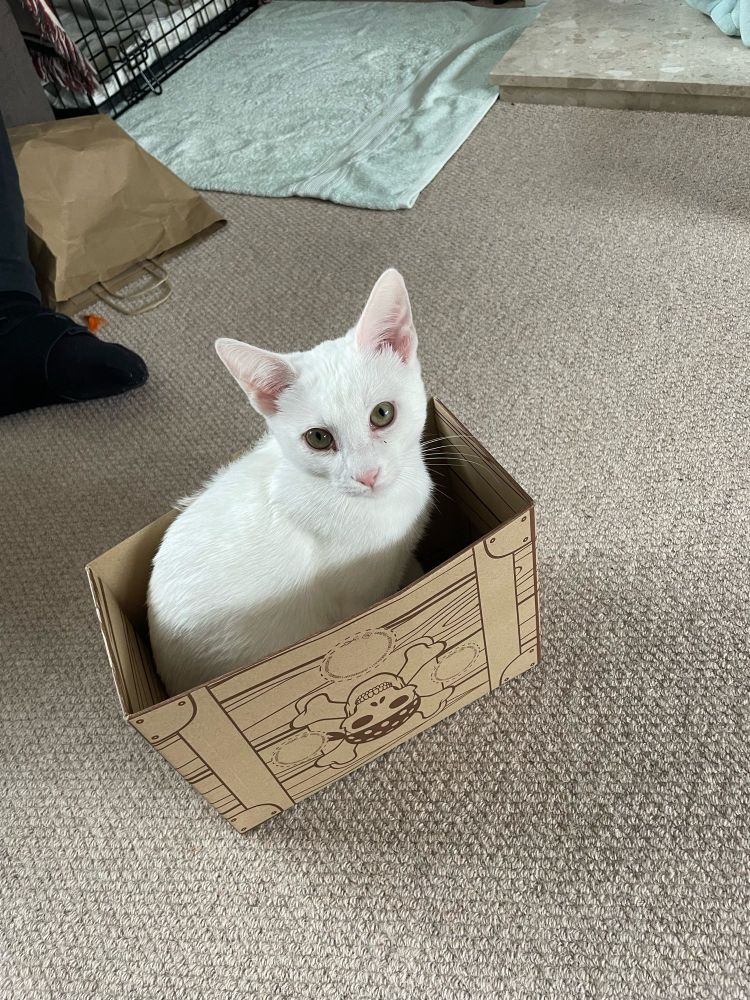 Twiglet - a white kitten - standing proudly in a small cardboard box.