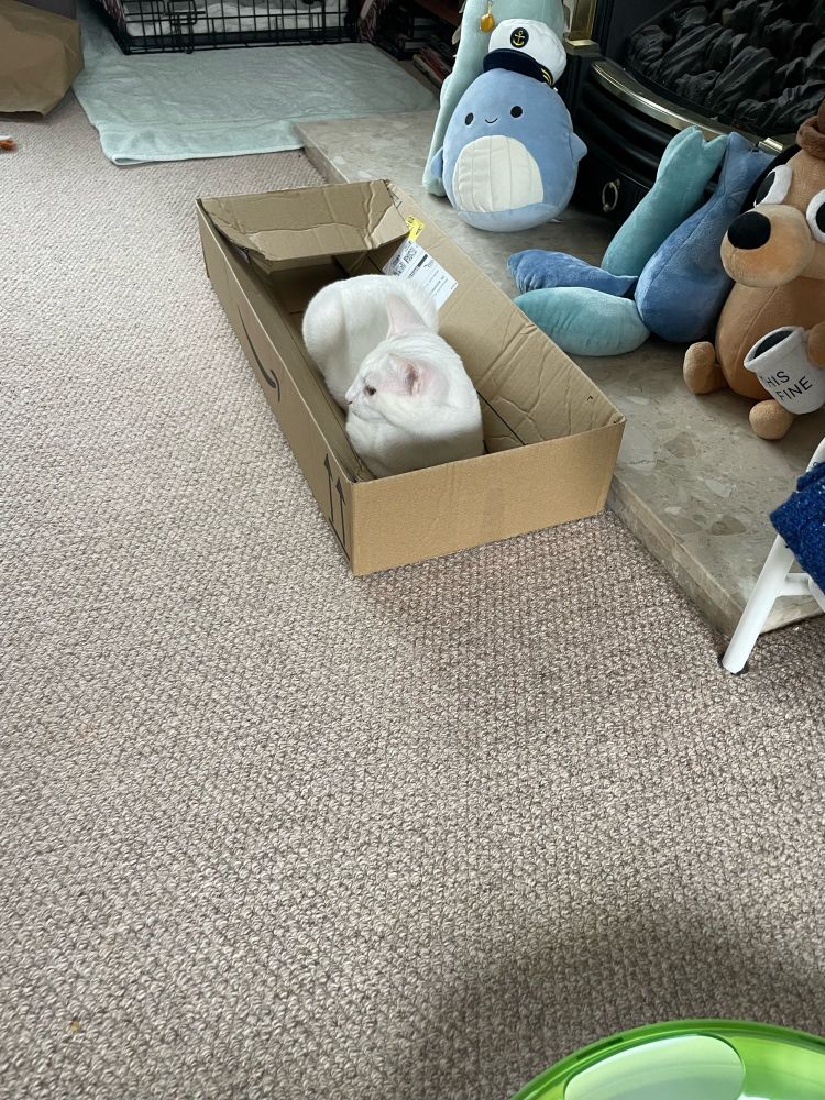 Twiglet - a white kitten - loafing in a long cardboard box.