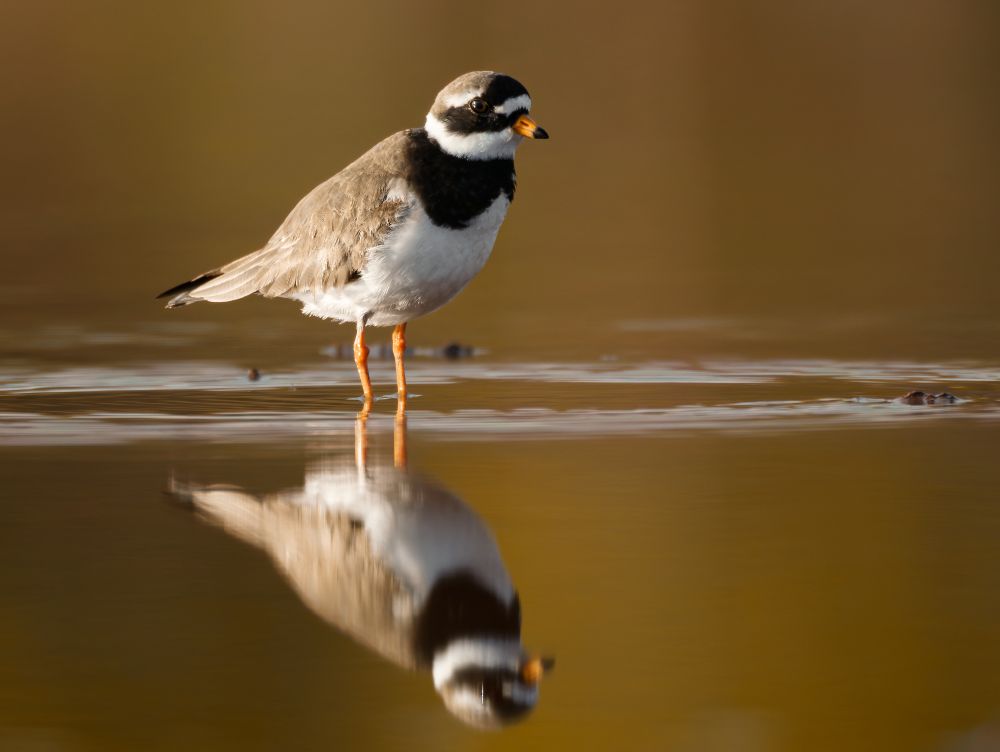 Common ringed plover standing in shallow water with full body reflection