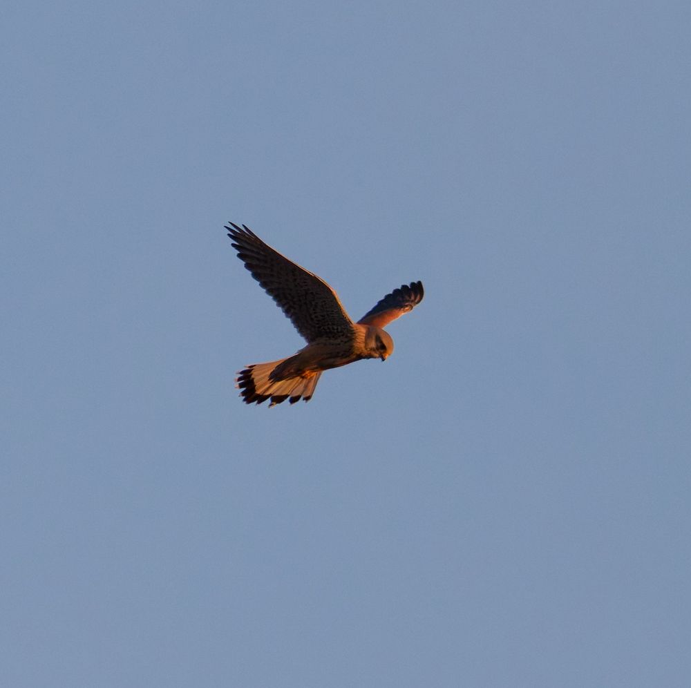 Hovering common kestrel, on the search for food.