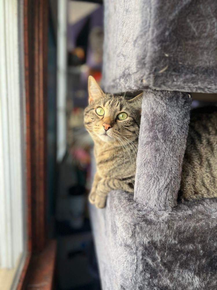Jezzi, a striped brown tabby, on cat tree near window looking at camera