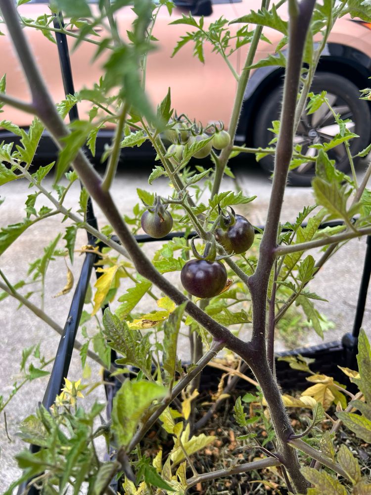 Several tomatoes growing, which look black in color with some green variegation.