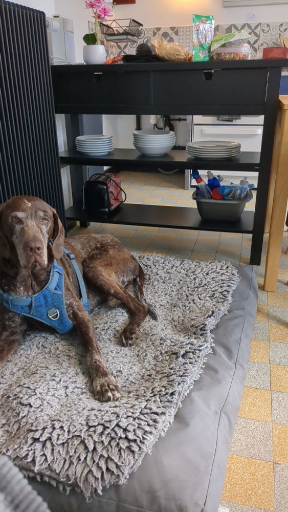 Brown dog (gsp) on a very comfortable bed