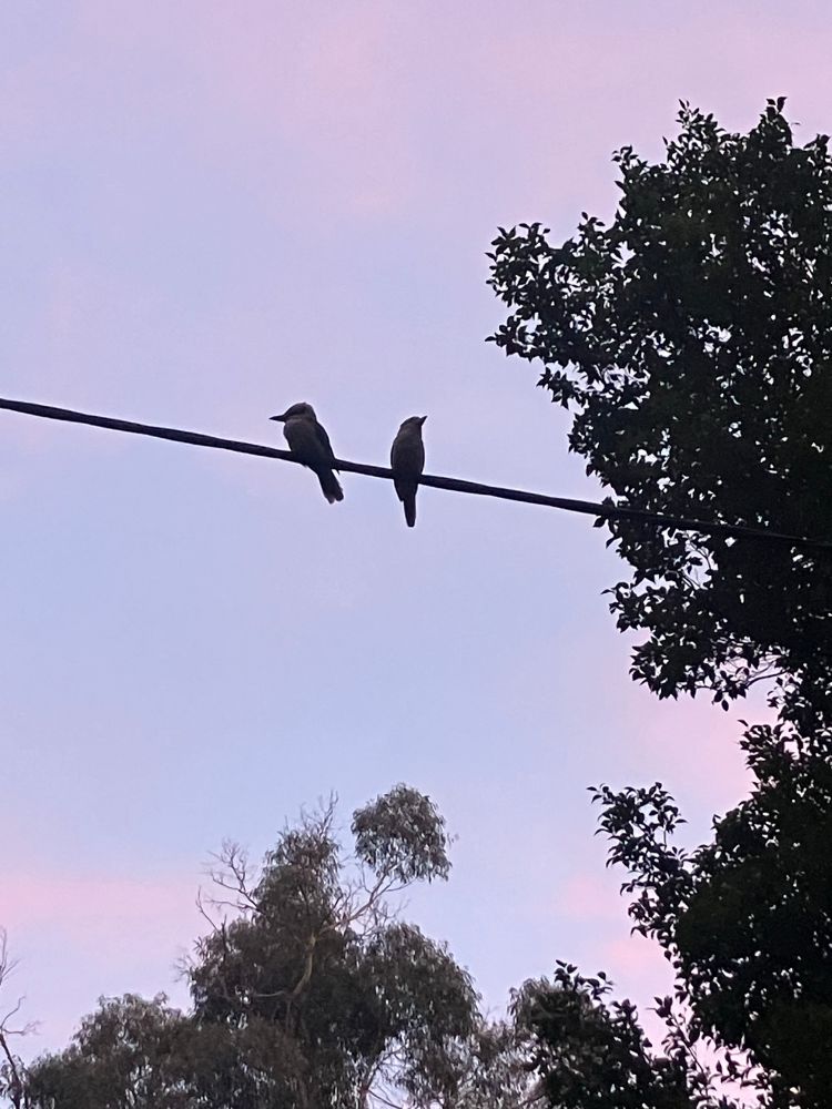A picture of two kookaburras sitting on a wire