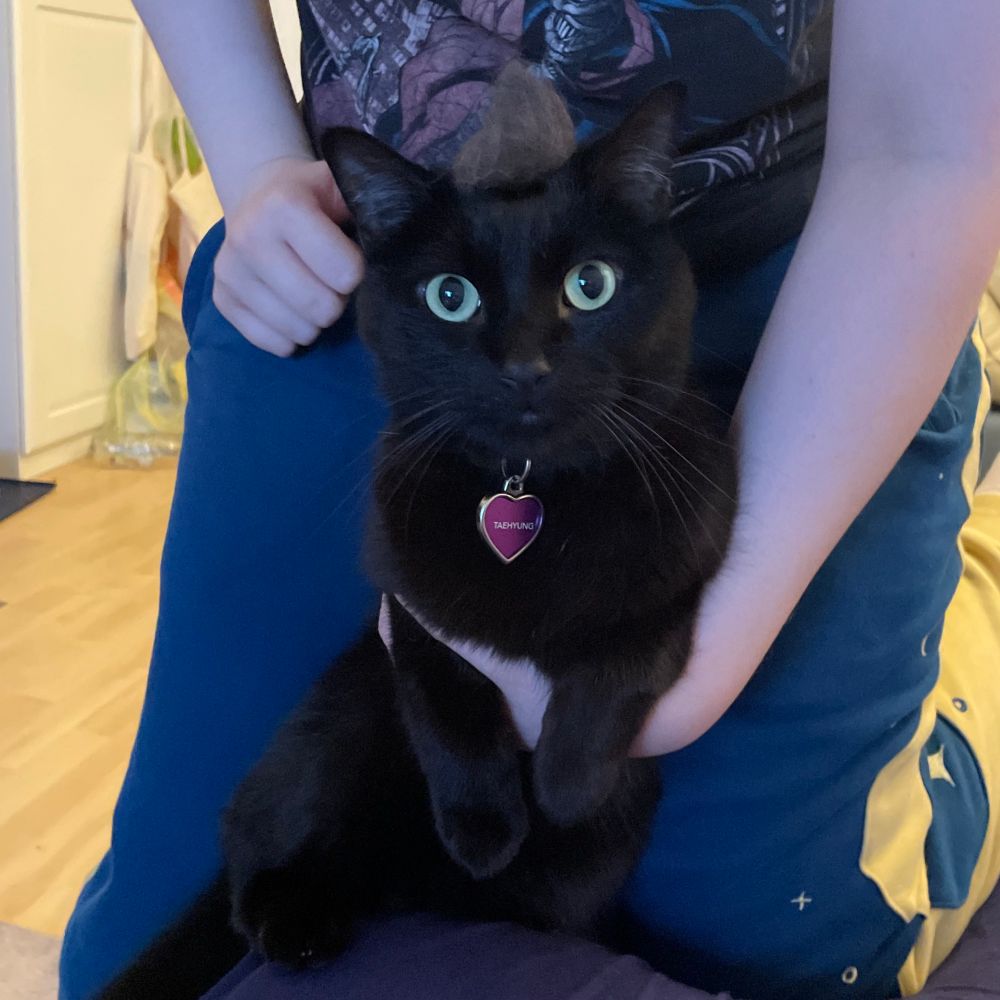 someone (me) in a spiderman shirt and blue/yellow joggers holding a black cat with a little hat made out of his own fur. not a single thought can be found behind his eyes. (kitty is also wearing a purple heart tag that says taehyung)