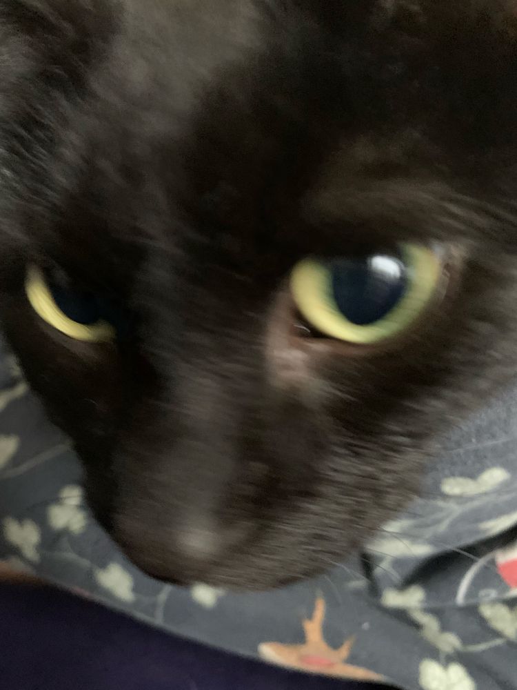 slightly blurry black cat with big green eyes. it’s not very visible but he is swaddled in a dark blue duvet cover 