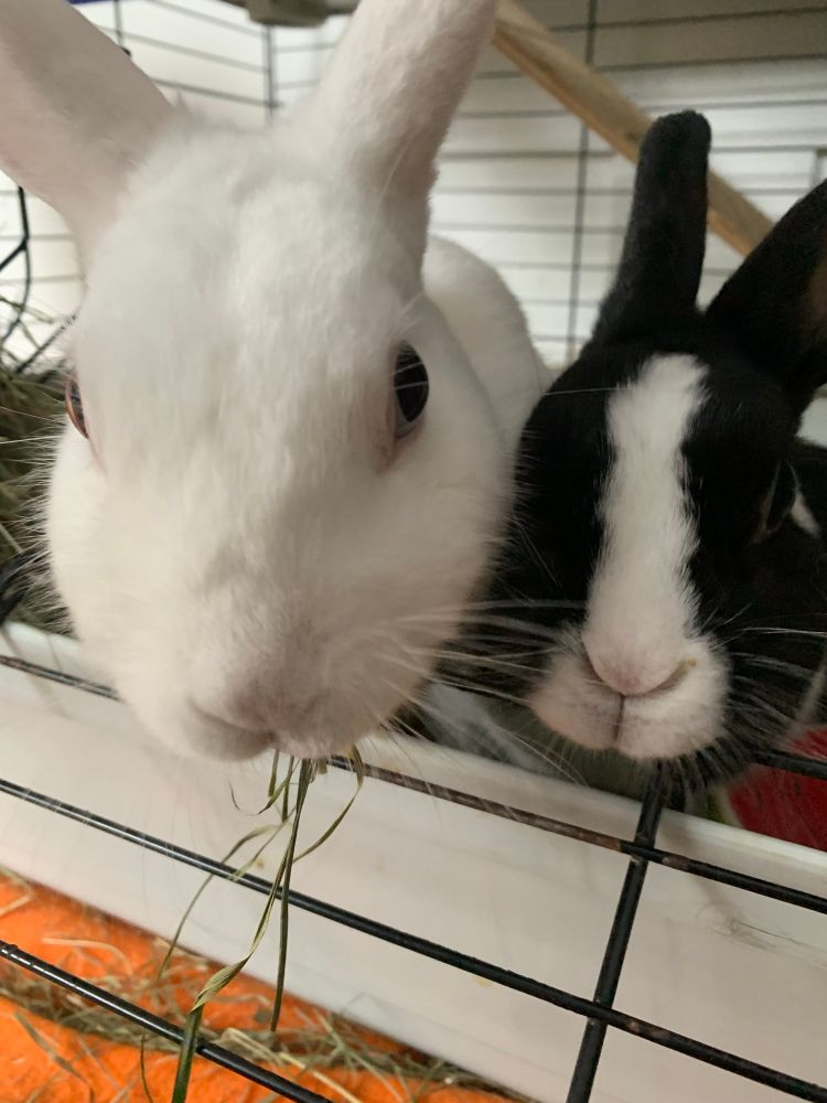 a white bunny and a black and white bunny gazing out of the open door of a cage. the white one has a few strands of hay in her mouth